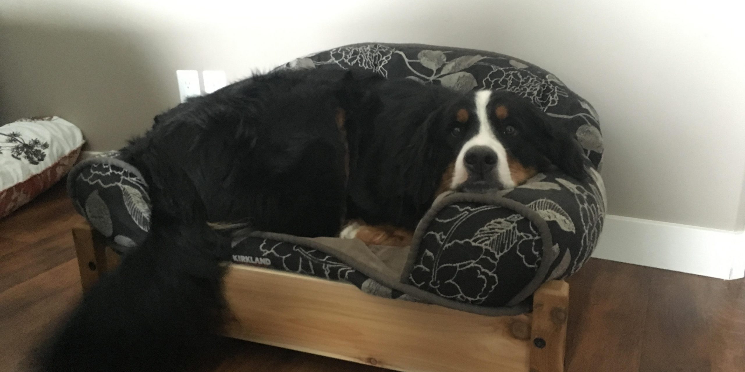 Aspen's Dog Bed